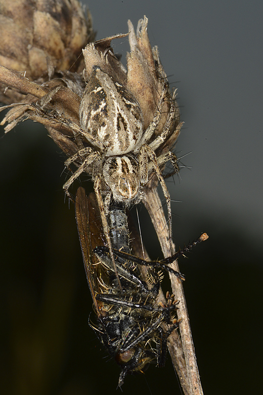 Determinazione Aracnidae:  Oxyopes cfr. heterophthalmus - Crocetta del Montello (TV)